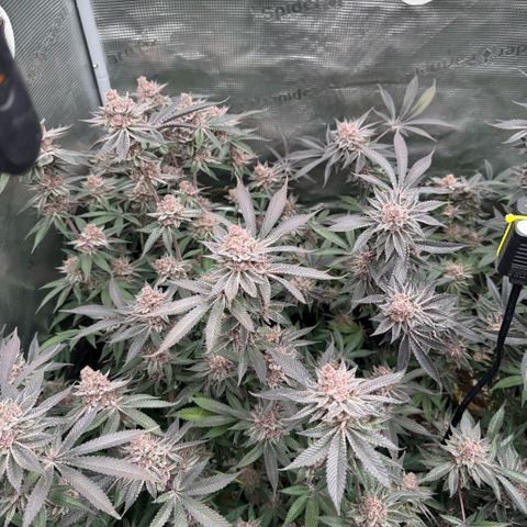 Super Buff Cherry #26  (4) growlog timeline photo