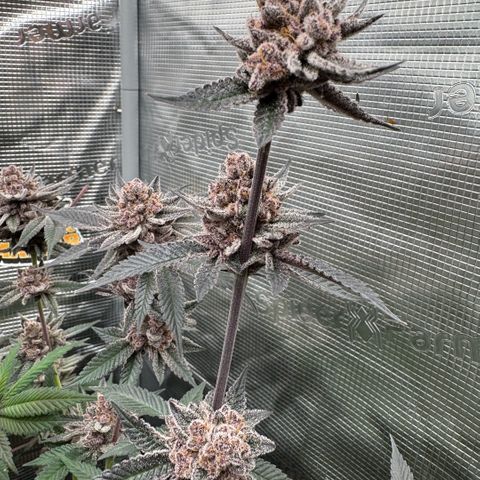 Super Buff Cherry #26  (4) growlog timeline photo