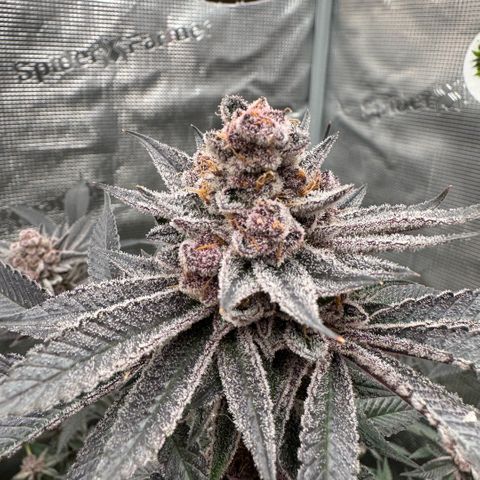 Super Buff Cherry #26  (4) growlog timeline photo