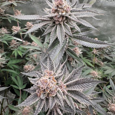 Super Buff Cherry #26  (4) growlog timeline photo