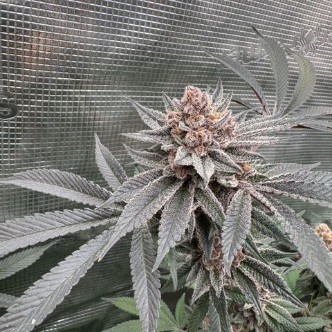 Super Buff Cherry #26  (4) growlog timeline photo