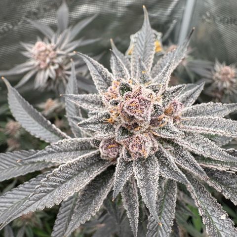 Super Buff Cherry #26  (4) growlog timeline photo