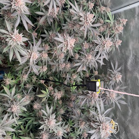 Super Buff Cherry #26  (4) growlog timeline photo
