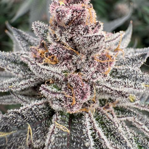Super Buff Cherry #26  (4) growlog timeline photo