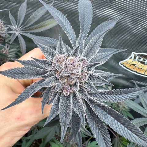 Super Buff Cherry #26  (4) growlog timeline photo