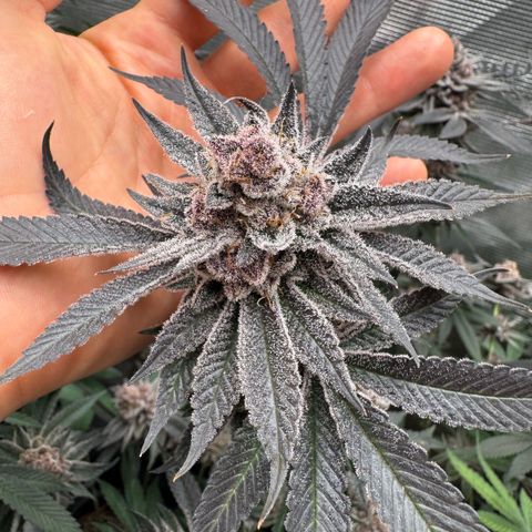 Super Buff Cherry #26  (4) growlog timeline photo