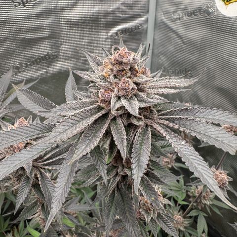 Super Buff Cherry #26  (4) growlog timeline photo