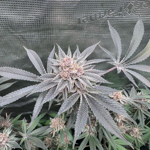 Super Buff Cherry #26  (4) growlog timeline photo