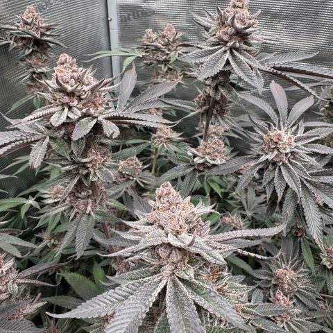 Super Buff Cherry #26  (4) growlog timeline photo