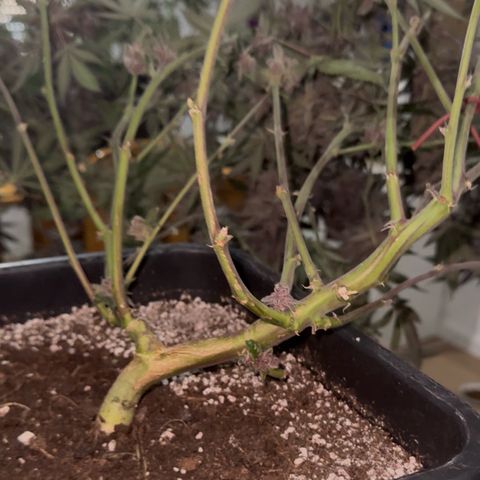Super Buff Cherry #26  (4) growlog timeline photo