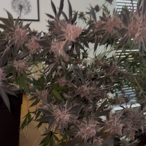 Super Buff Cherry #26  (4) growlog timeline photo