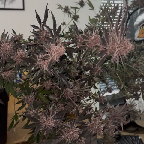 Super Buff Cherry #26  (4) growlog timeline photo