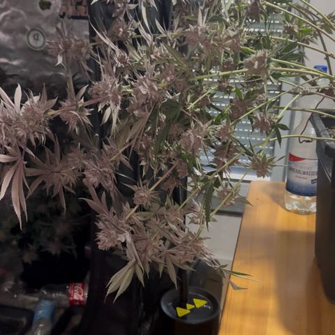 Super Buff Cherry #26  (4) growlog timeline photo