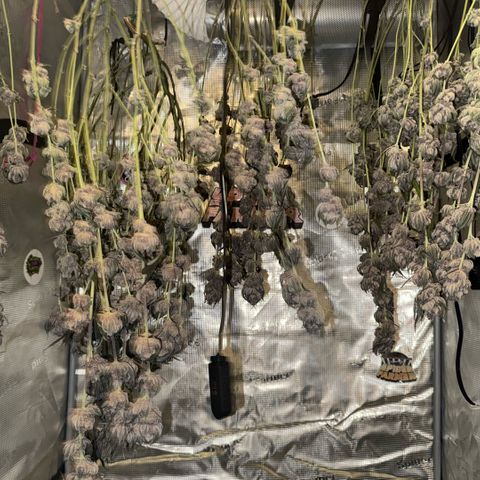Super Buff Cherry #26  (4) growlog timeline photo
