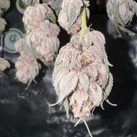 Super Buff Cherry #26  (4) growlog timeline photo