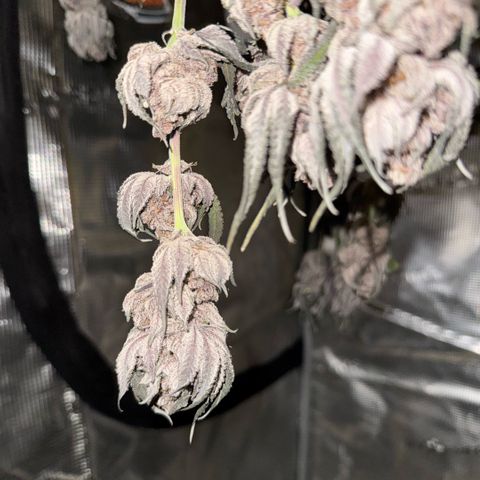 Super Buff Cherry #26  (4) growlog timeline photo