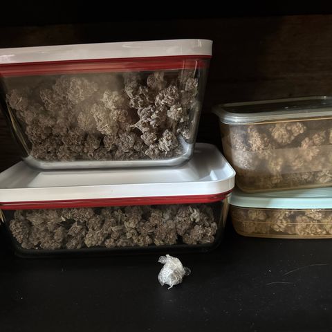 Super Buff Cherry #26  (4) growlog timeline photo