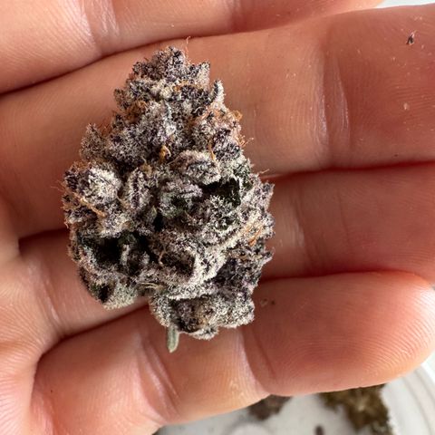 Super Buff Cherry #26  (4) growlog timeline photo
