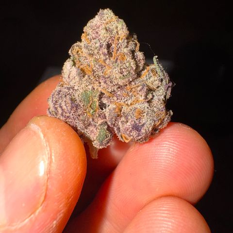 Super Buff Cherry #26  (4) growlog timeline photo