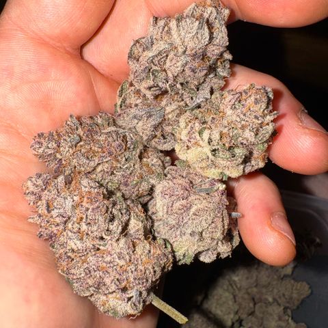 Super Buff Cherry #26  (4) growlog timeline photo