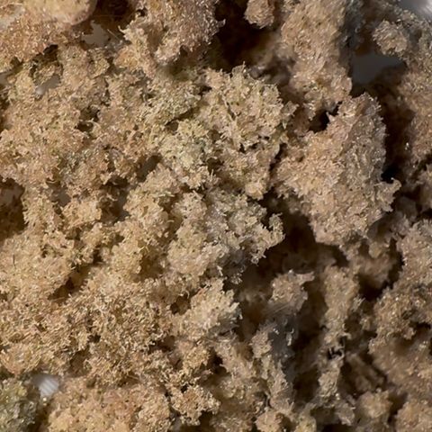 Super Buff Cherry #26  (4) growlog timeline photo