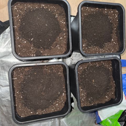 Dante's Inferno (4)  growlog photo: Preparazione della terra … 