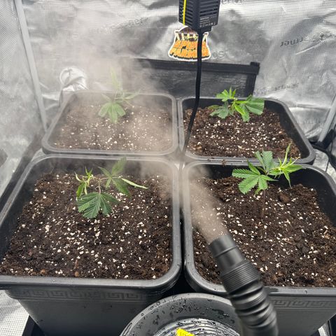 Dante's Inferno (4)  growlog timeline photo