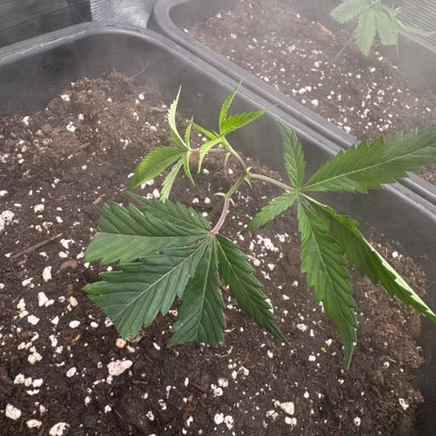Dante's Inferno (4)  growlog timeline photo