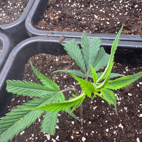Dante's Inferno (4)  growlog timeline photo