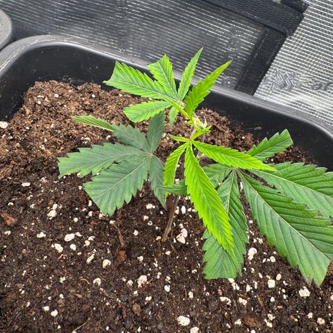 Dante's Inferno (4)  growlog timeline photo
