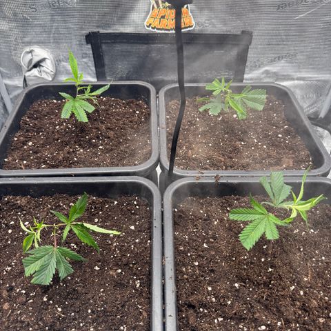 Dante's Inferno (4)  growlog timeline photo