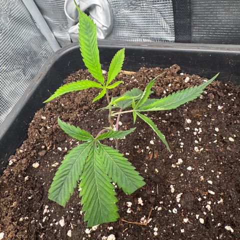 Dante's Inferno (4)  growlog timeline photo