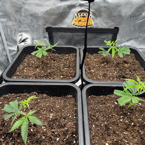 Dante's Inferno (4)  growlog timeline photo