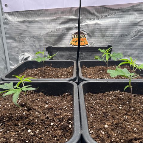 Dante's Inferno (4)  growlog timeline photo