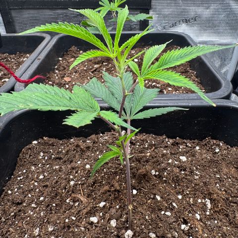 Dante's Inferno (4)  growlog timeline photo