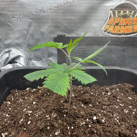 Dante's Inferno (4)  growlog timeline photo