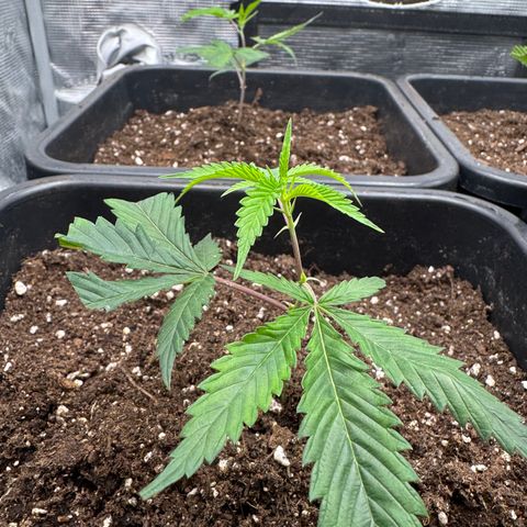 Dante's Inferno (4)  growlog timeline photo
