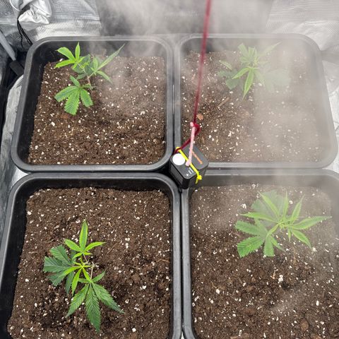 Dante's Inferno (4)  growlog timeline photo