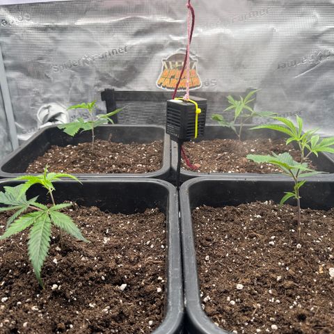 Dante's Inferno (4)  growlog timeline photo