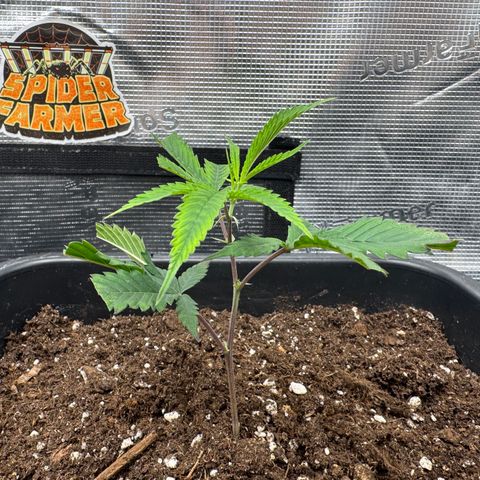 Dante's Inferno (4)  growlog timeline photo