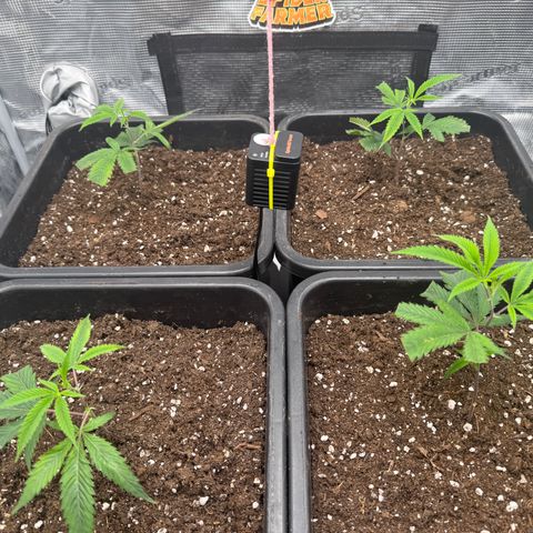 Dante's Inferno (4)  growlog timeline photo