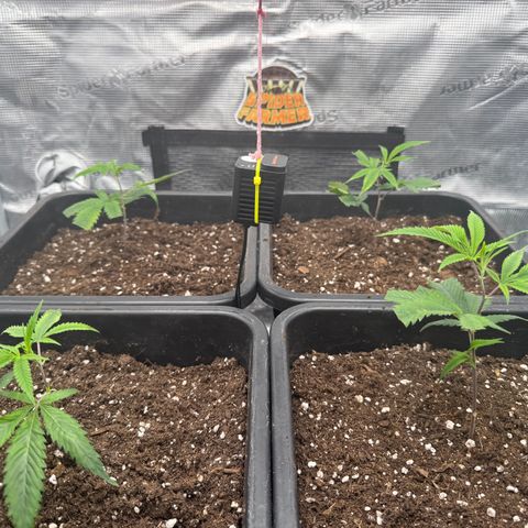 Dante's Inferno (4)  growlog timeline photo