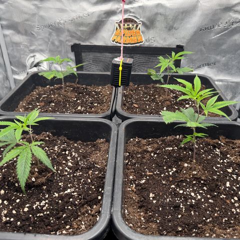 Dante's Inferno (4)  growlog timeline photo