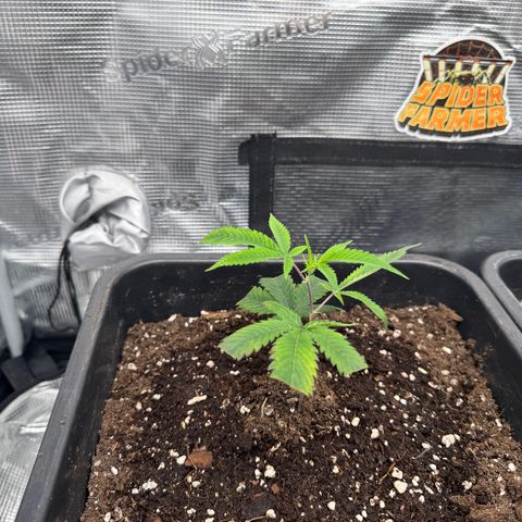 Dante's Inferno (4)  growlog timeline photo