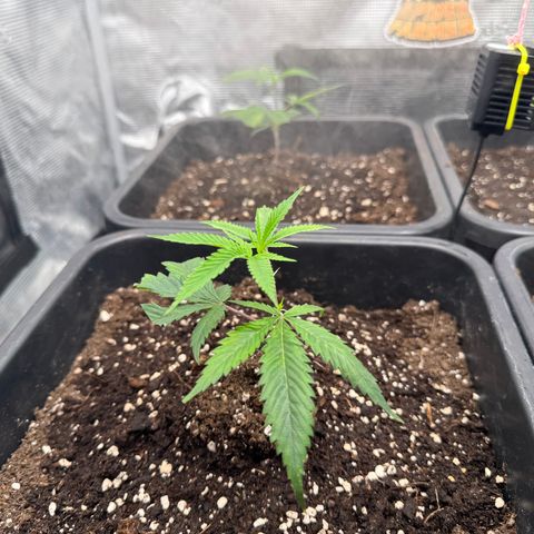 Dante's Inferno (4)  growlog timeline photo