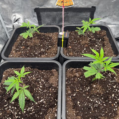 Dante's Inferno (4)  growlog timeline photo