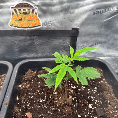 Dante's Inferno (4)  growlog timeline photo
