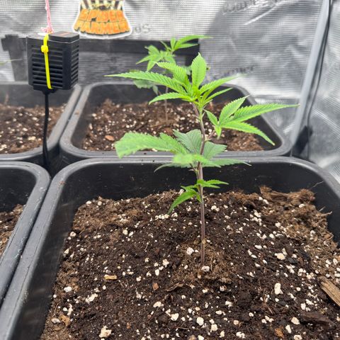 Dante's Inferno (4)  growlog timeline photo