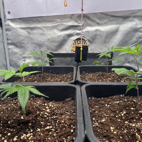Dante's Inferno (4)  growlog timeline photo