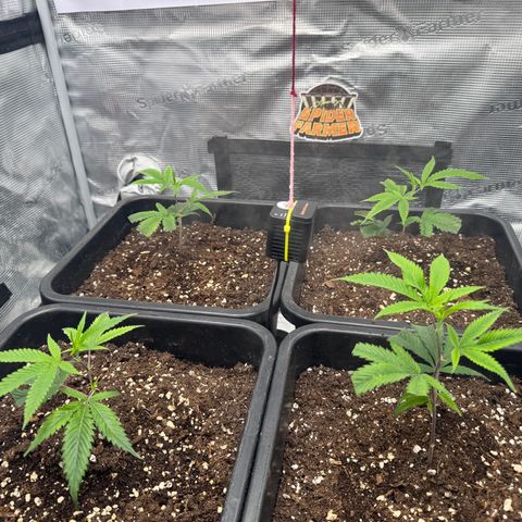 Dante's Inferno (4)  growlog timeline photo